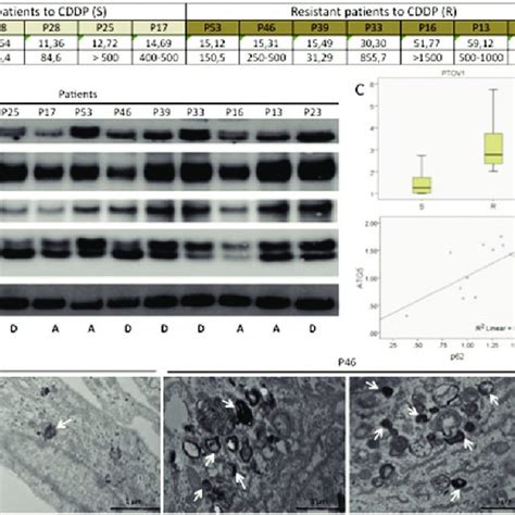 Cell Lines Derived From Biopsies From Laryngeal Cancer Patients A