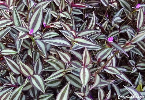 Lambari Tradescantia Zebrina Flores E Folhagens