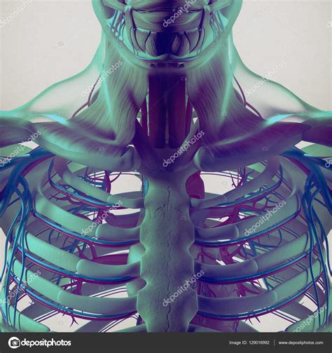 Human rib cage anatomy model Stock Photo by ©AnatomyInsider 129016992