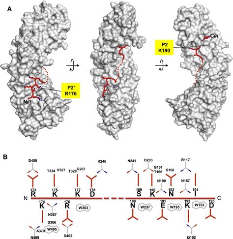 Distinctive Properties Of The Nuclear Localization Signals Of Inner