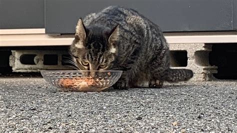 過酷なお外で暮らしている猫達を守りたい。お腹いっぱい御飯をあげたい（もも 20240522 公開） クラウドファンディング Readyfor