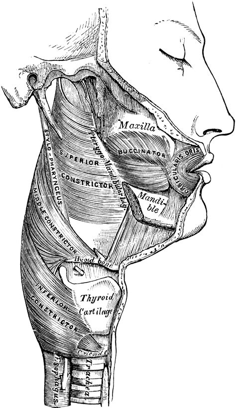 Muscles of the Pharynx | ClipArt ETC