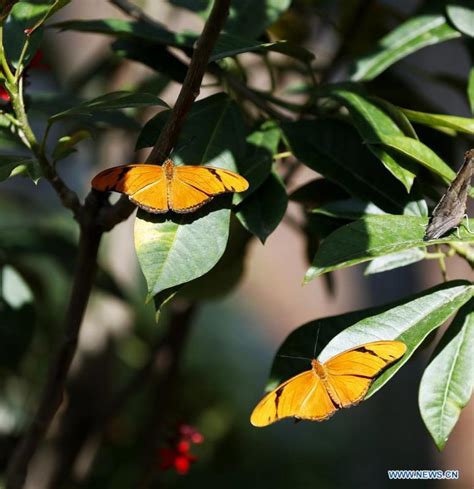 Butterfly Exhibition Held At Natural History Museum Of Los Angeles