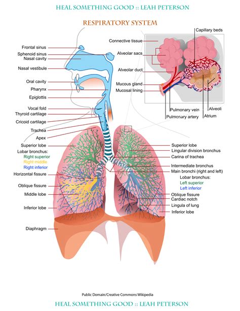 Diagram Of Respiratory System - exatin.info