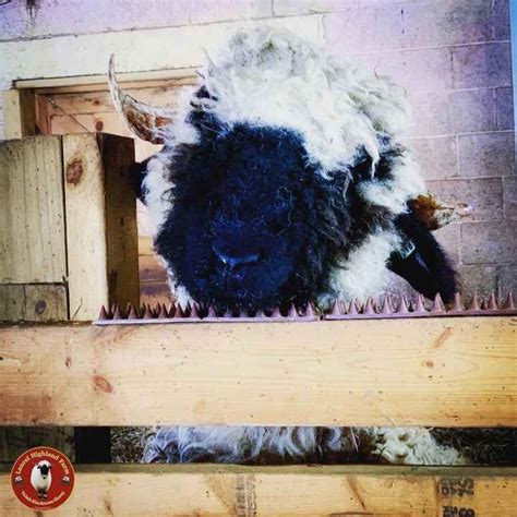 Valais Blacknose Sheep Usa 2022 Valais Blacknose Sheep Sheep Sheep Breeds