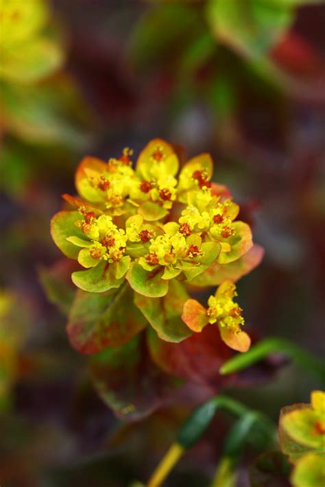 Euphorbia Polychroma Bonfire Hillier