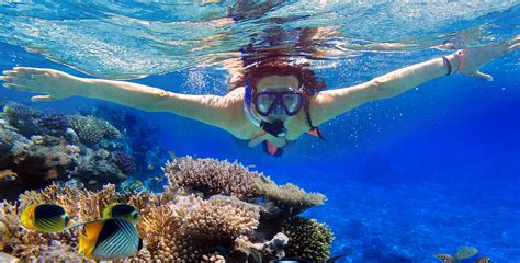 Eilat coral reef snorkeling with instructor | musement