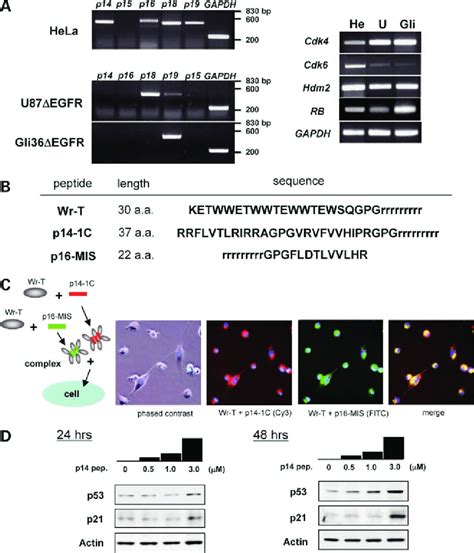 Loss Of P Arf And P Ink A Expression In Two Human Glioblastoma Cell