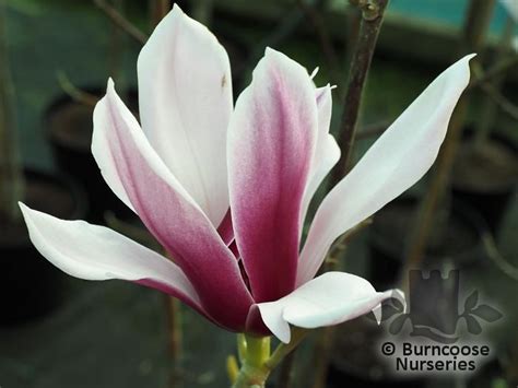 Magnolia From Burncoose Nurseries Page 5