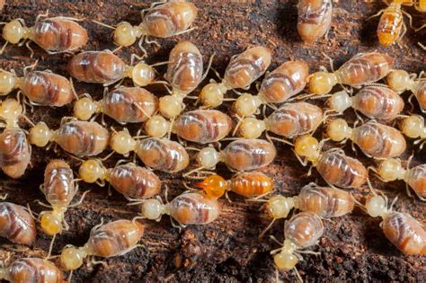 How To Remove Termites From Your Home Subterranean Termite Treatment