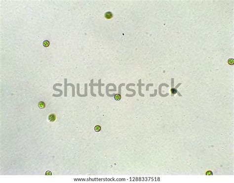 Chlamydomonas Sp Algae Under Microscopic View Stock Photo 1288337518 ...