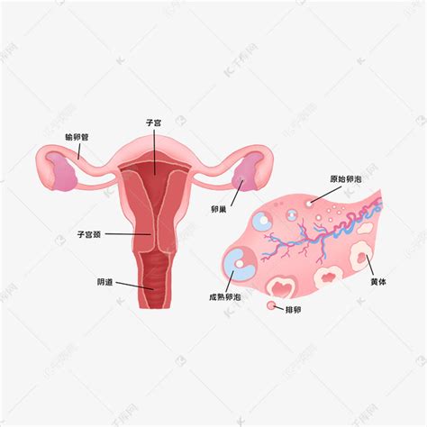 医疗医学人体器官卵巢素材图片免费下载 千库网