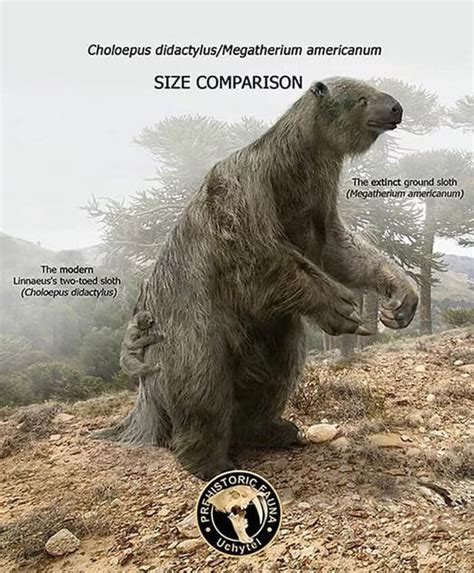 Modern and ancient sloth size comparison : r/sloths