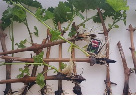 Глубина корневой системы - примеры и фото посадки корней | Характеристика