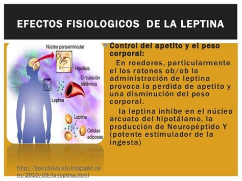 La Leptina Y La Adiponectina