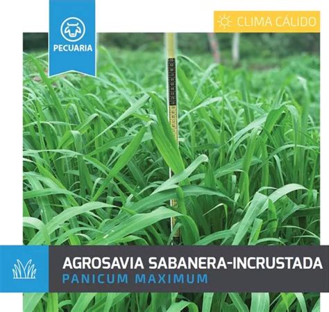 Semilla Forrajes Pastos Panicum Sabanera Clima Calido 25 Kg Envío gratis