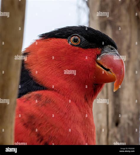 Black Capped Lorikeet Stock Photo Alamy