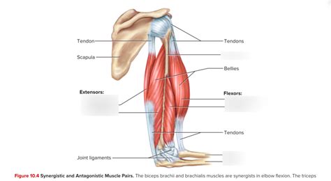 Synergistic & Antagonistic muscle pairs Diagram | Quizlet