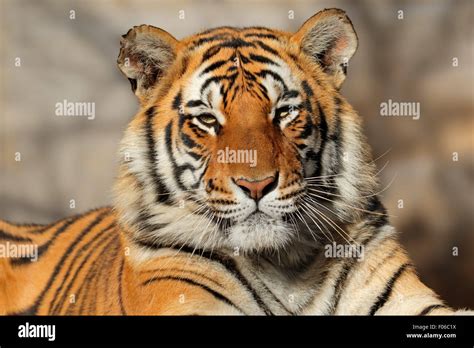 Ritratto Di Una Tigre Del Bengala Panthera Tigris Bengalensis Foto