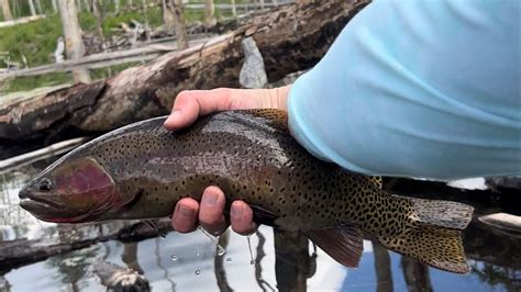 Catching Rainbow And Cutthroat Trout In A Flooded Forest YouTube