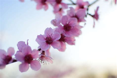 2048x1365 Apple Blossoms Apple Tree Flowers Wallpaper Coolwallpapers Me