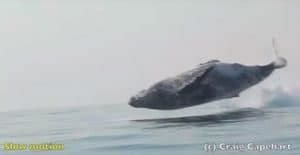 Incroyable Et Magnifique Une Baleine Bosse De Tonnes Film E Lors