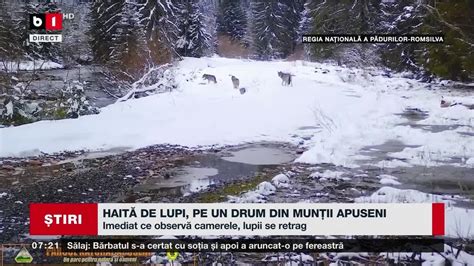 Hait De Lupi Pe Un Drum Din Mun Ii Apuseni Tiri B Tv Ian