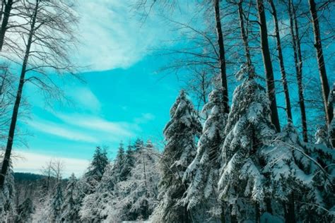 Free Images Landscape Tree Nature Forest Grass Creek Wilderness