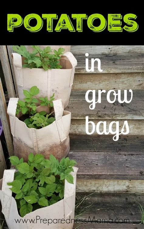 Potatoes in Grow Bags: A Surprising Solution to Rocky Soil ...