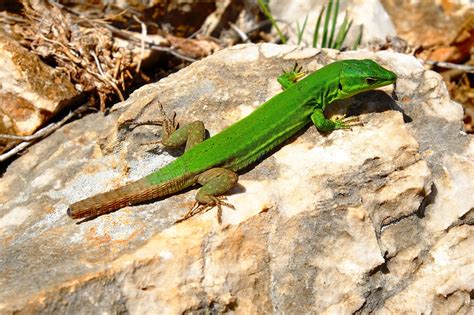 Green Lizard Macro - Free photo on Pixabay