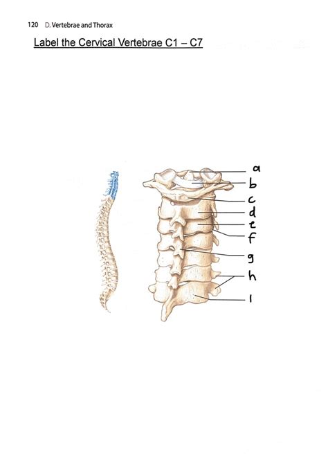 Cervical Vertebrae Diagram Quizlet