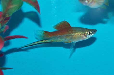 Pineapple Swordtail Fish