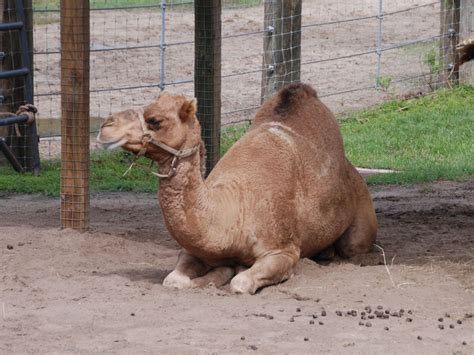 The Online Zoo - Dromedary Camel