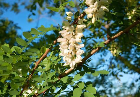 Conócelo todo de la Robinia pseudoacacia el árbol de gran resistencia