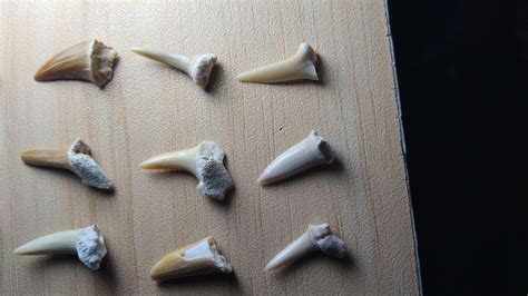 A collection of Fossilized Sand Tiger shark teeth I got as a gift : r ...