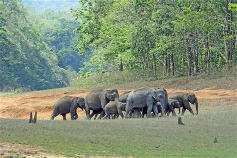 All You Need To Know About Periyar Sanctuary In Kerala