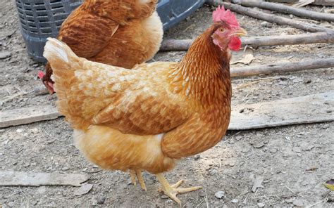 10 Brown Chicken Breeds For Beginners Learnpoultry