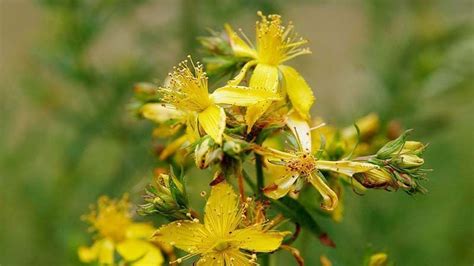 Cultivo De Hierba De San Juan Hypericum Perforatum Agrom Tica