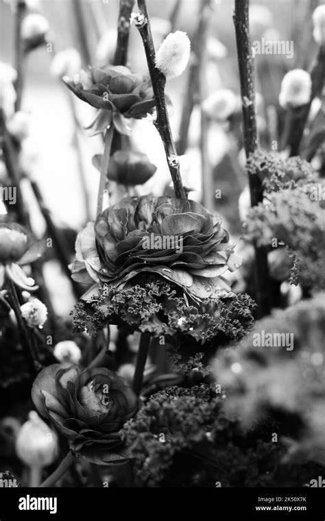 Beautiful Flower Arrangement With Pussy Willows And A Blossom Ina Black And White Monochrome