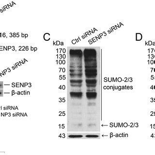 Expression Dynamics Of Senp In Sertoli And Germ Cells In Mouse Testis