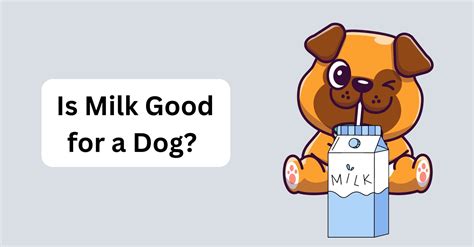 Is Milk Good For Dogs Waggle