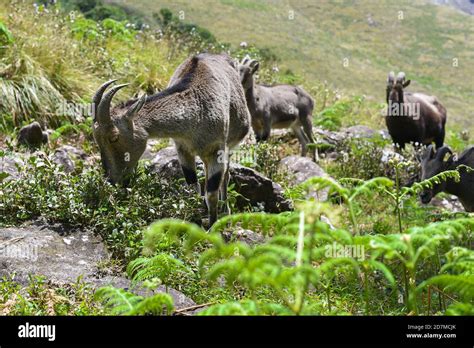 Mountain goat Nilgiri Tahr Nilgiritragus hylocrius Rajamala Wildlife Sanctuary in Munnar Kerala ...