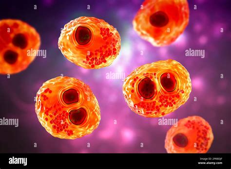 Infecci N Por Citomegalovirus Equipo De C Lulas Humanas Ilustraci N