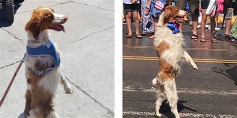 La Storia Del Cane Dexter Che Cammina Su Due Zampe Roba Da Donne