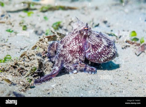 Coconut Octopus Or Veined Octopus Octopus Marginatus Ambon