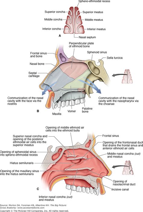 What Bones Form The Floor Of The Nasal Cavity Carpet Vidalondon