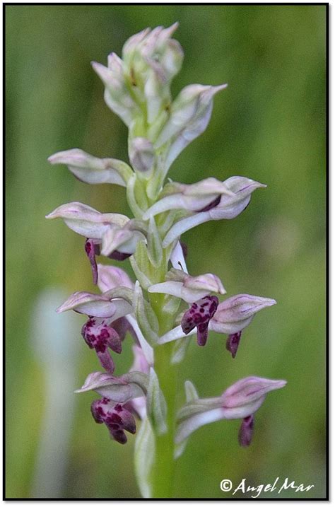 Orqu Deas Blog De Angel Mar Herorchis Coriophora Subsp Fragrans