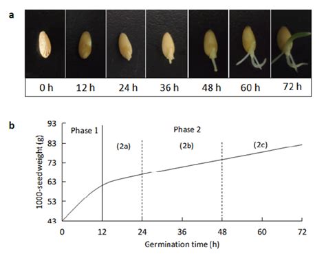 SciELO Brasil Wheat seed germination based on α amylase activity to