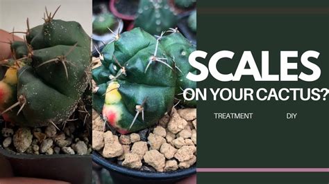 Eng Sub How To Treat Scales On Your Cactus Diy Plant With Me