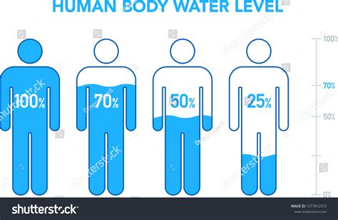 Human Body Water Percentage Illustration Chart Stock Vector Royalty Free 1577812573 Shutterstock